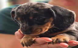Miniature Dachshund dogs for sale: Miniature dachshund 1 boy left ready now - Image 9