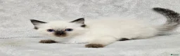 Ragdoll cats for sale: Stunning Ragdoll Kittens Available - Advert 10