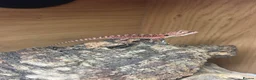 Bearded Dragon reptiles for sale: 💥💥💥Baby Dragons - back by popular demand 💥💥💥 - Advert 6