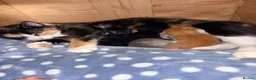 Mixed Breed cats for sale: 4 maincoon cross tabby kittens  - Advert 2