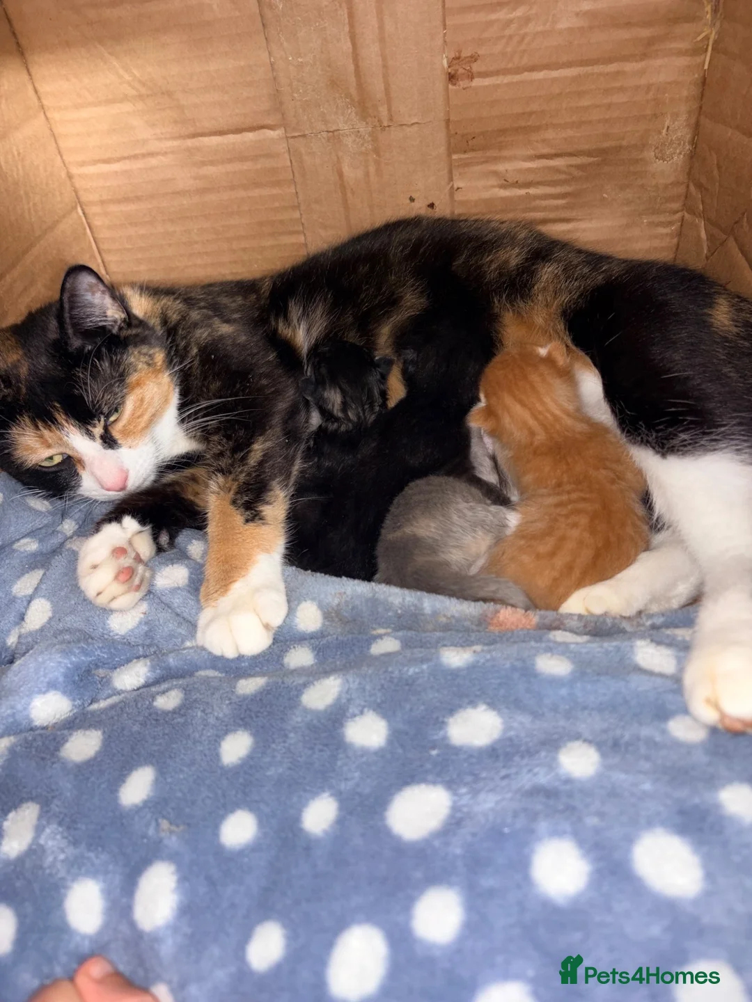 Mixed Breed cats for sale: 4 maincoon cross tabby kittens  - Advert 2
