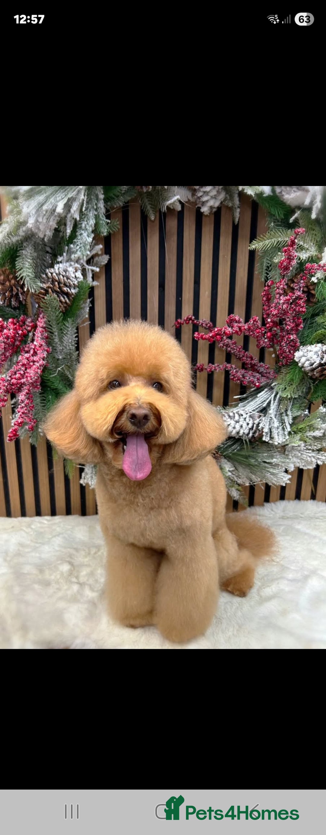 Miniature Poodle dogs for sale: Stunning red miniature poodle - Advert 40