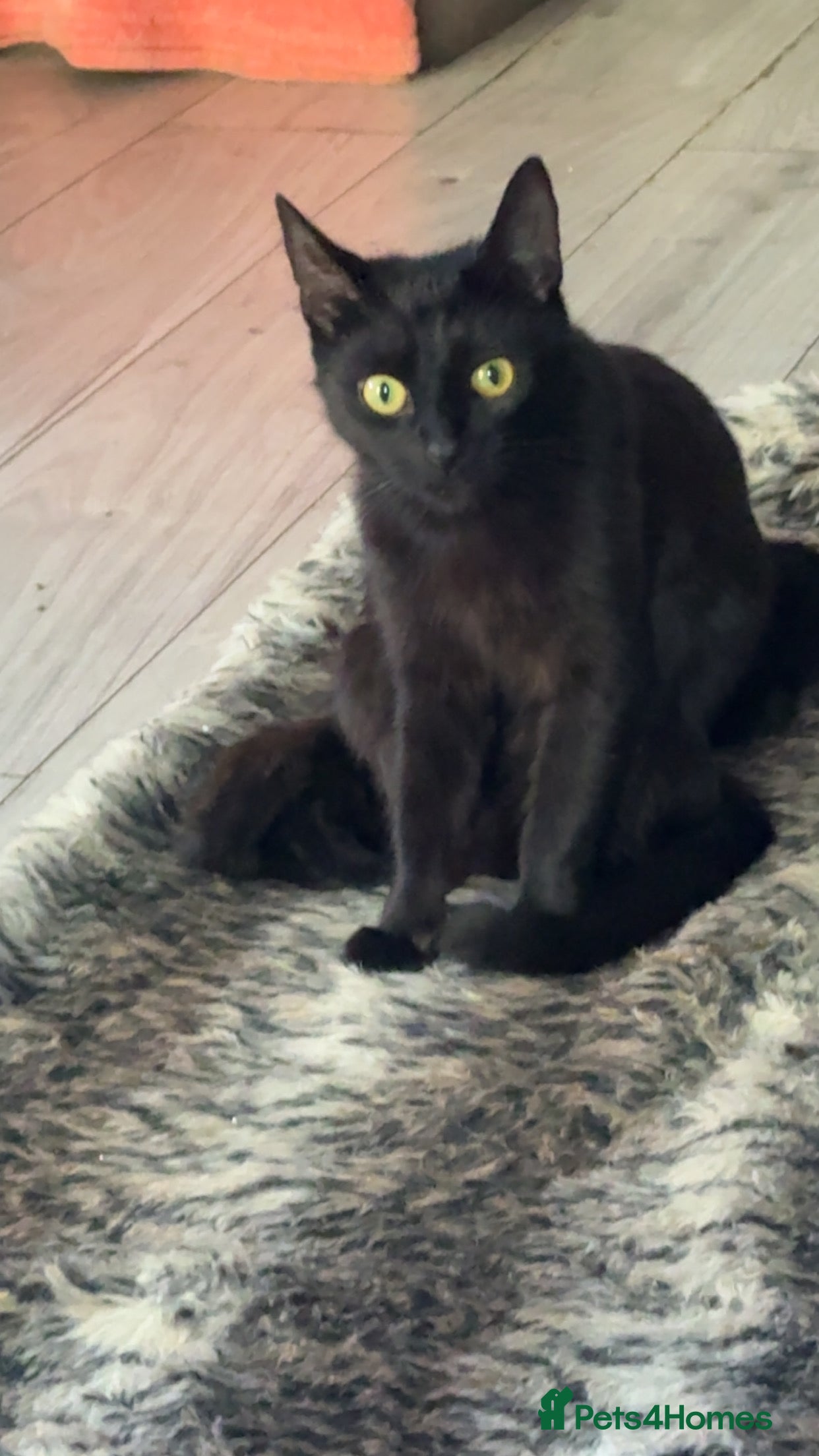 Mixed Breed cats for sale: 4 adorable kittens - Advert 4