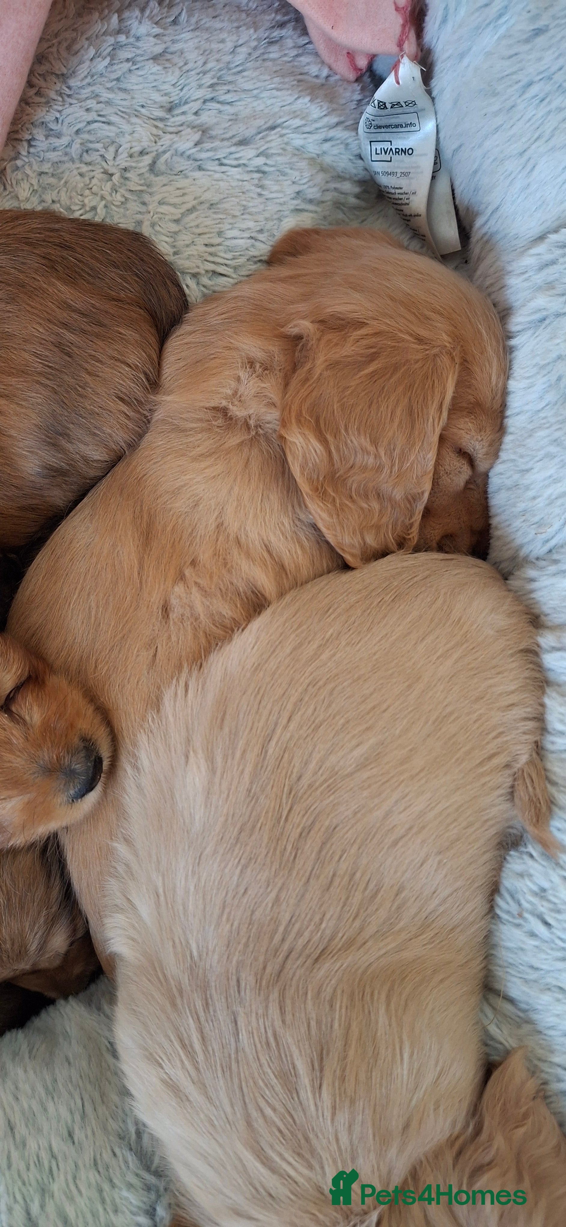 Miniature Dachshund dogs Miniature Long Haired Dachshund - Advert 13