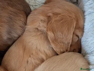 Miniature Dachshund dogs Miniature Long Haired Dachshund - Advert 13