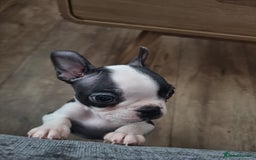 Boston Terrier dogs for sale: Boston Terrier pups - Image 21
