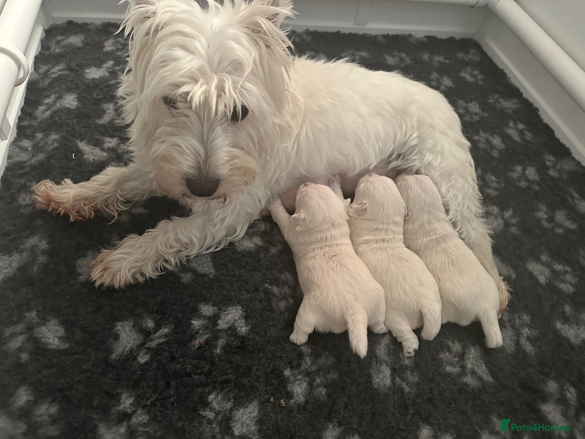 West Highland Terrier dogs Gorgeous KC Reg West Highland Terrier - Advert 9
