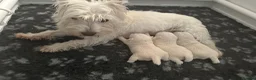 West Highland Terrier dogs for sale: Gorgeous KC Reg West Highland Terrier in Biggar - Advert 1