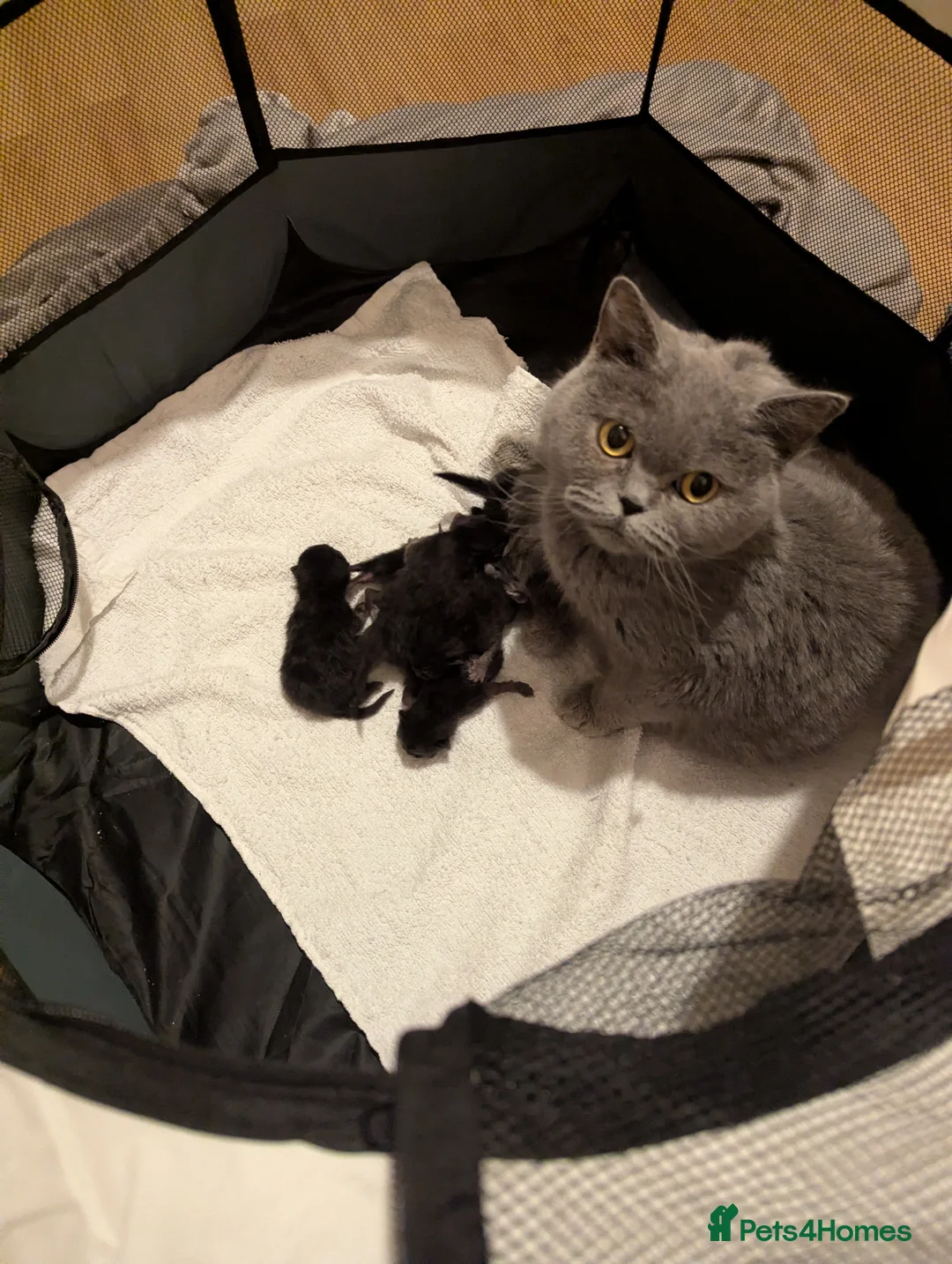 British Shorthair cats for sale: 🌱🌼 Spring Kittens 🐾 - Advert 1