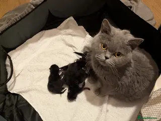 British Shorthair cats 🌱🌼 Spring Kittens 🐾 - Advert 1