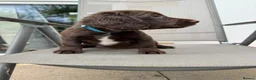 Sprocker dogs for sale: Sprocker spaniel  - Advert 9