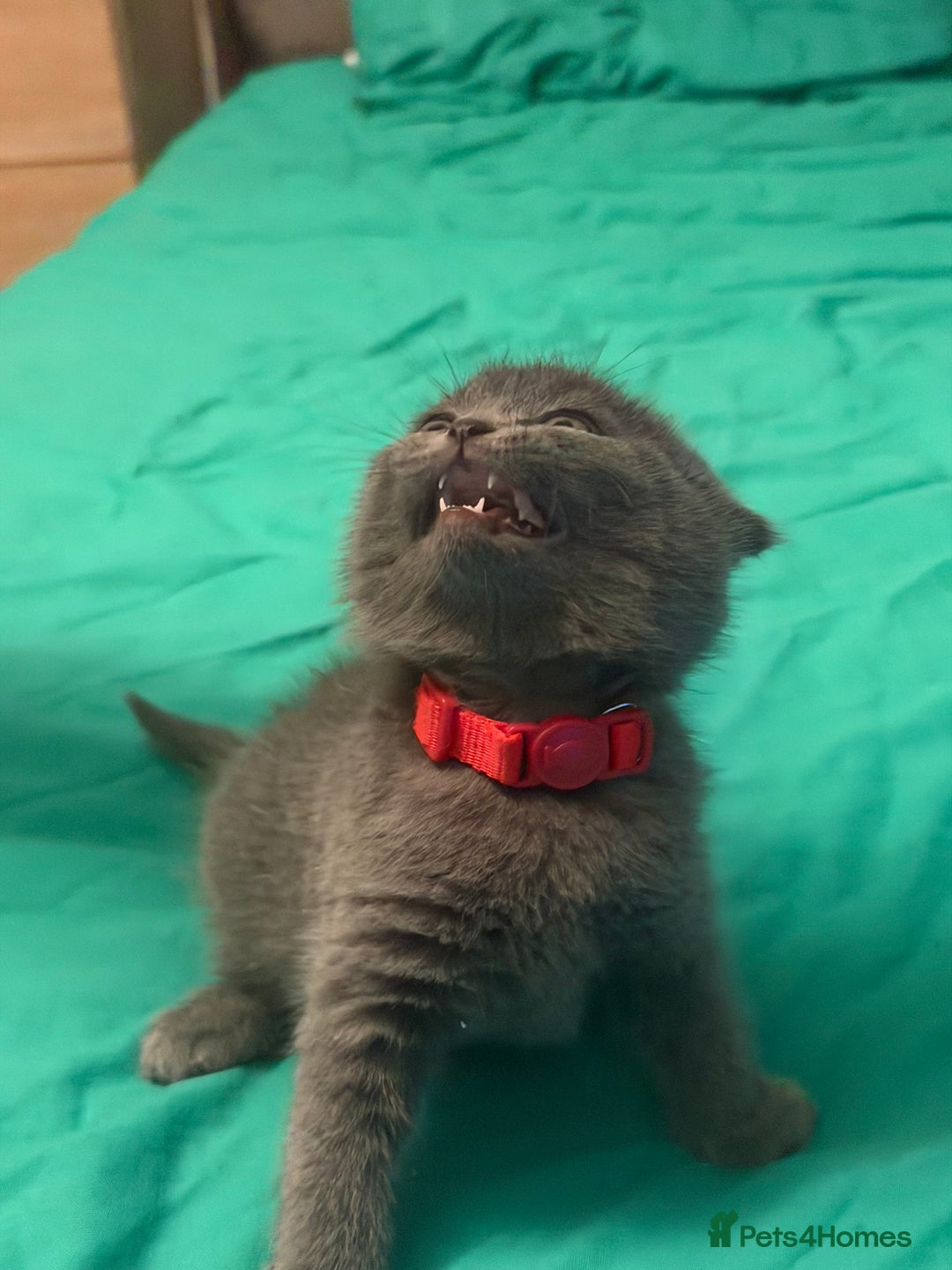 Scottish Fold cats for sale: Scottish fold kittens - Advert 21