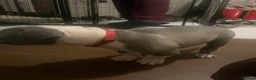 Mixed Breed dogs for sale: Puppies for sale - Advert 15