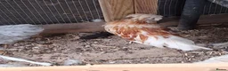 Chickens poultry for sale: Polish Young Cockerel  in Highbridge - Advert 3