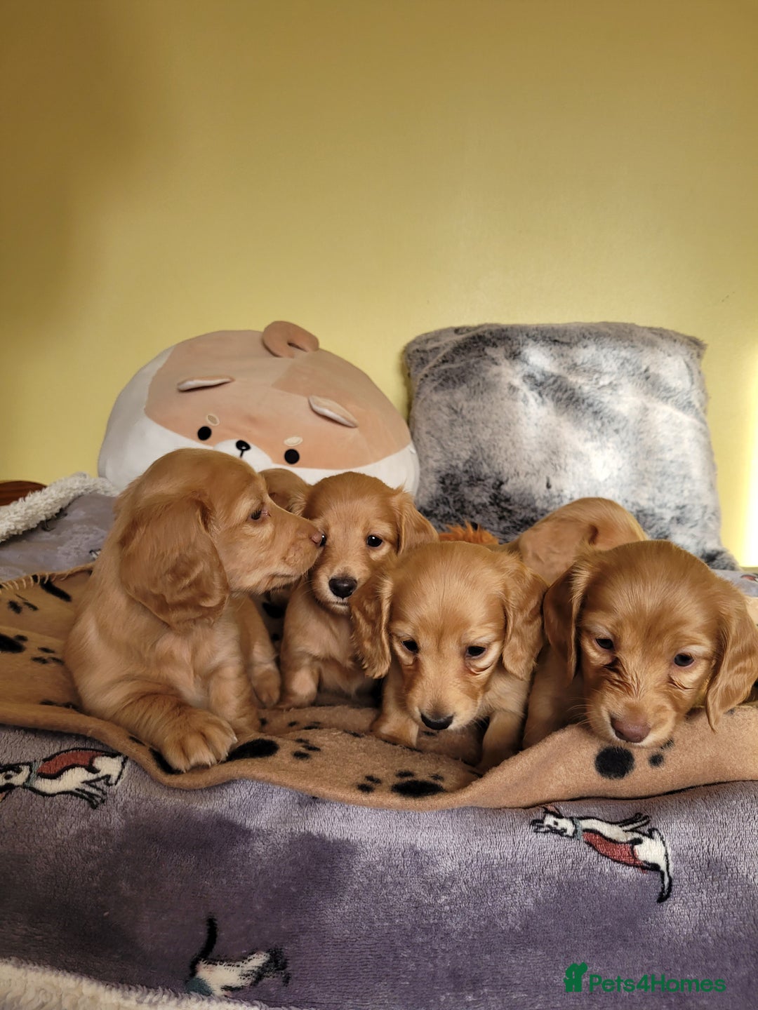 Dachshund dogs for sale: Long Haired KC Miniature Dachshund - Advert 20