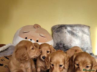 Dachshund dogs Long Haired KC Miniature Dachshund - Advert 6