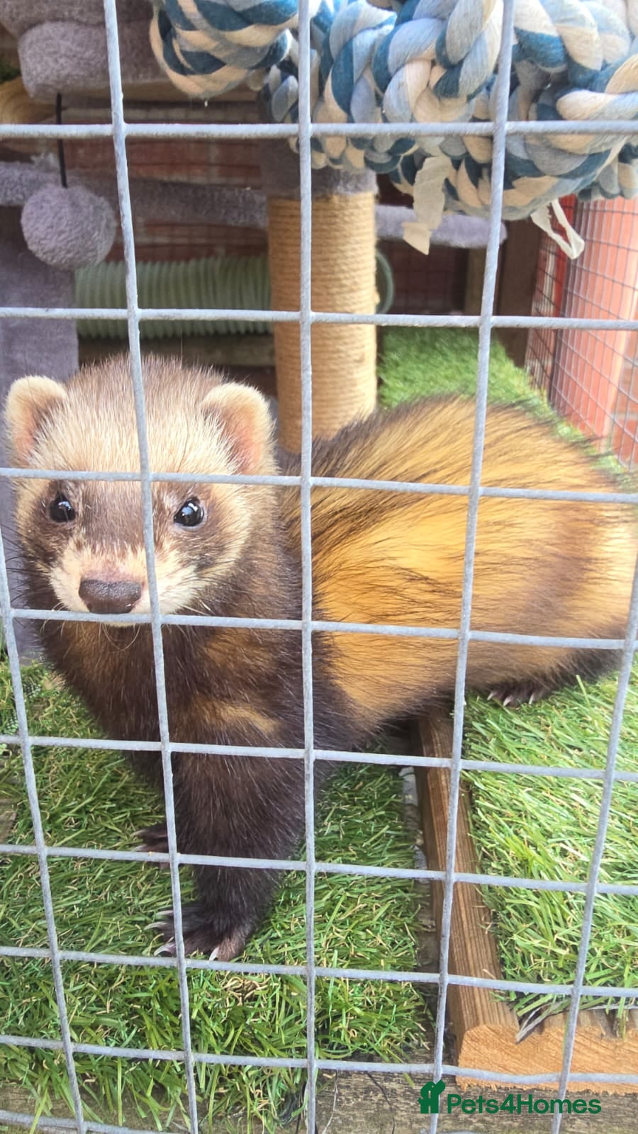Ferret rodents Polecat jills - Advert 1