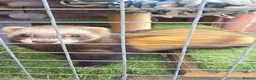 Ferret rodents for sale: Polecat jills - Advert 1
