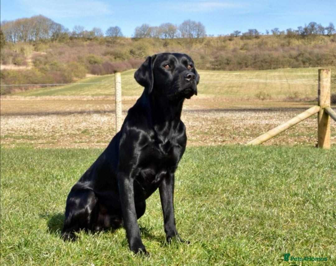 Labrador Retriever dogs for stud: * At Stud KC Health tested Labrador* in Malton - Advert 3