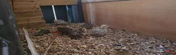 Quail poultry for sale: Quail 4 to 5 weeks old  - Advert 2