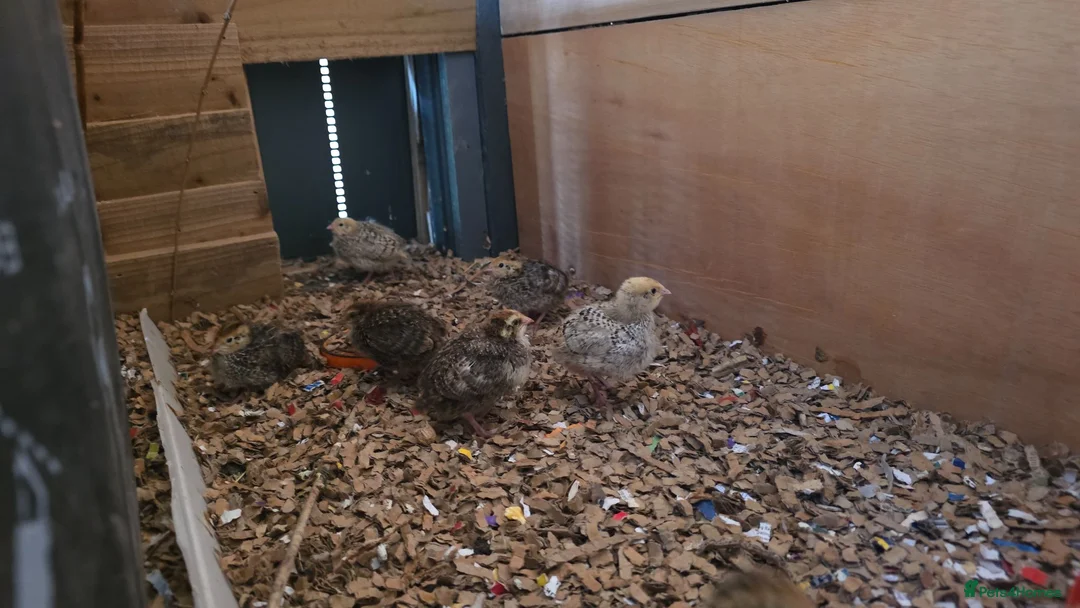 Quail poultry for sale: Quail 4 to 5 weeks old  - Advert 2