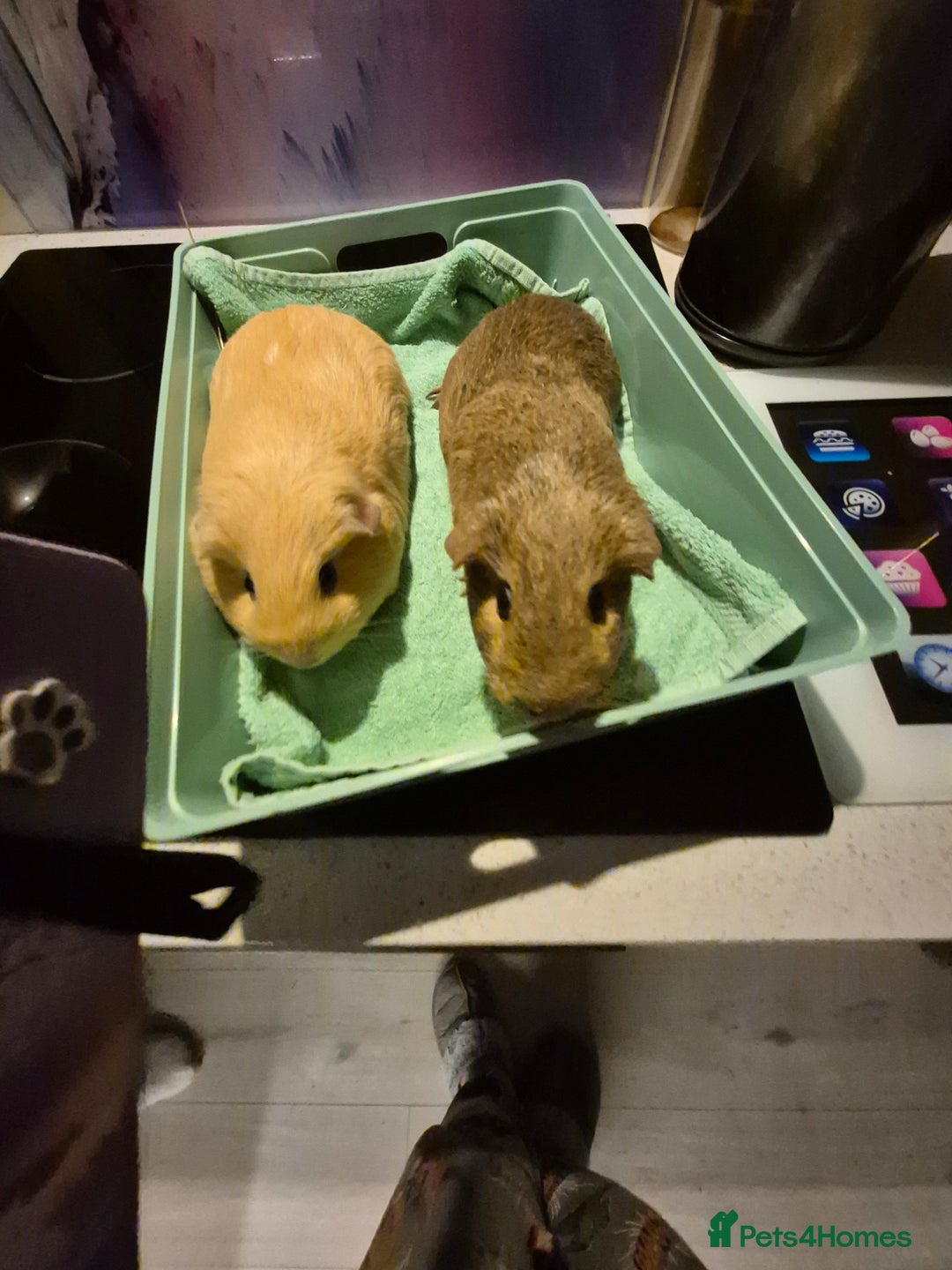 Guinea Pig rodents for sale: Pair of female guinea pigs - Advert 3