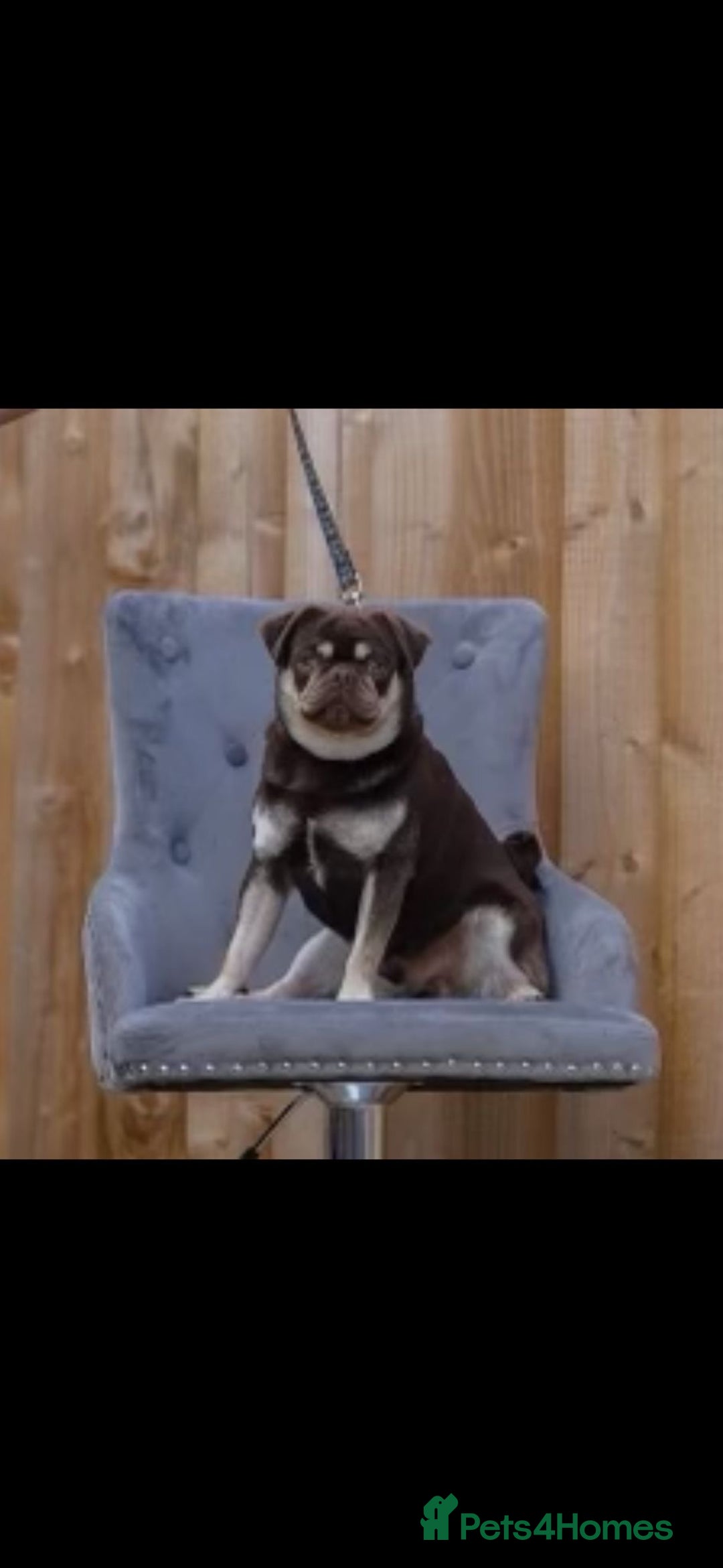Pug dogs for sale: Kc registered chocolate and tan pug - Image 5