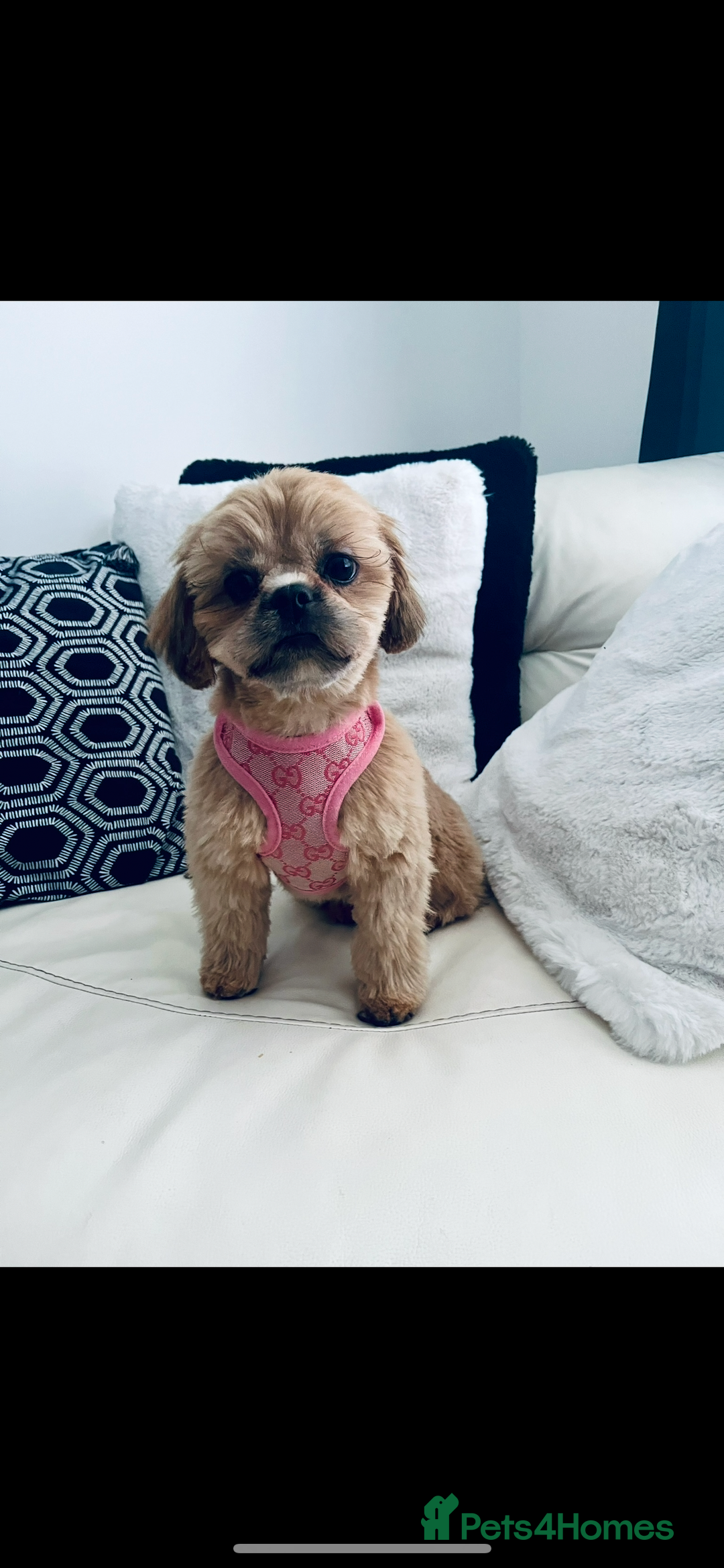 Shih Tzu dogs for sale: Rare solid black imperial Shih Tzu  - Advert 9