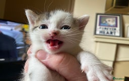 British Shorthair cats for sale: Mabel’s beautiful babies  - Image 13