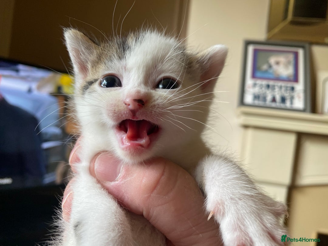 British Shorthair cats for sale: Mabel’s beautiful babies  - Image 13