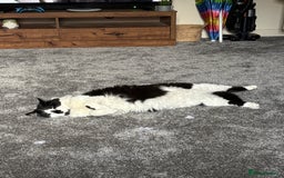 Domestic Shorthair cats for sale: Jesse - male 7 years old - Advert 1