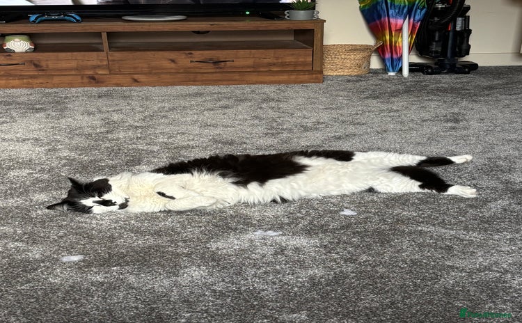 Domestic Shorthair cats Jesse - male 7 years old - Advert 3