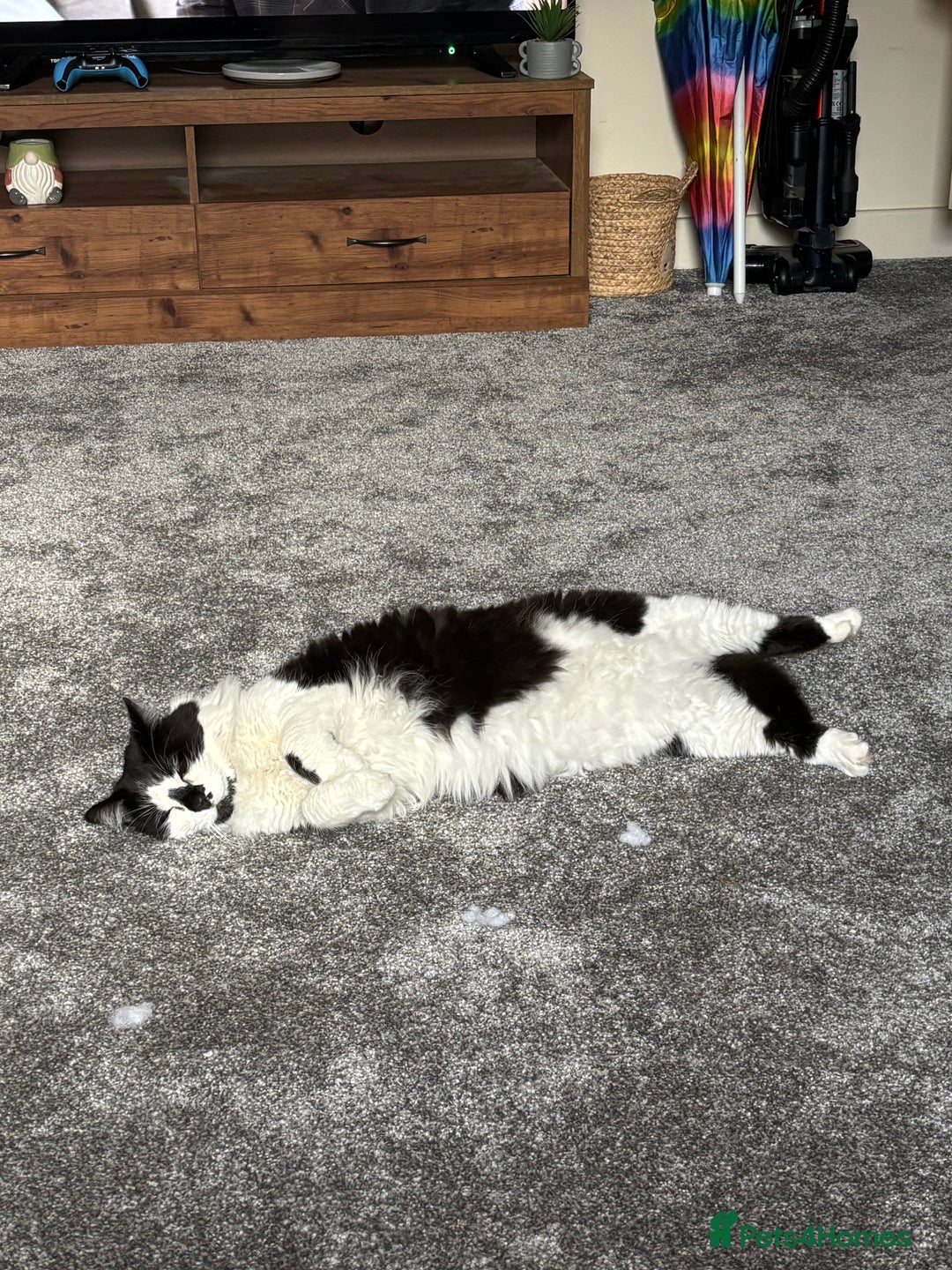 Domestic Shorthair cats for sale: Jesse - male 7 years old - Advert 1