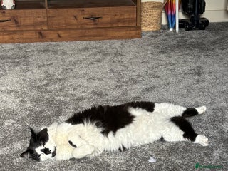 Domestic Shorthair cats for sale: Jesse - male 7 years old - Advert 2