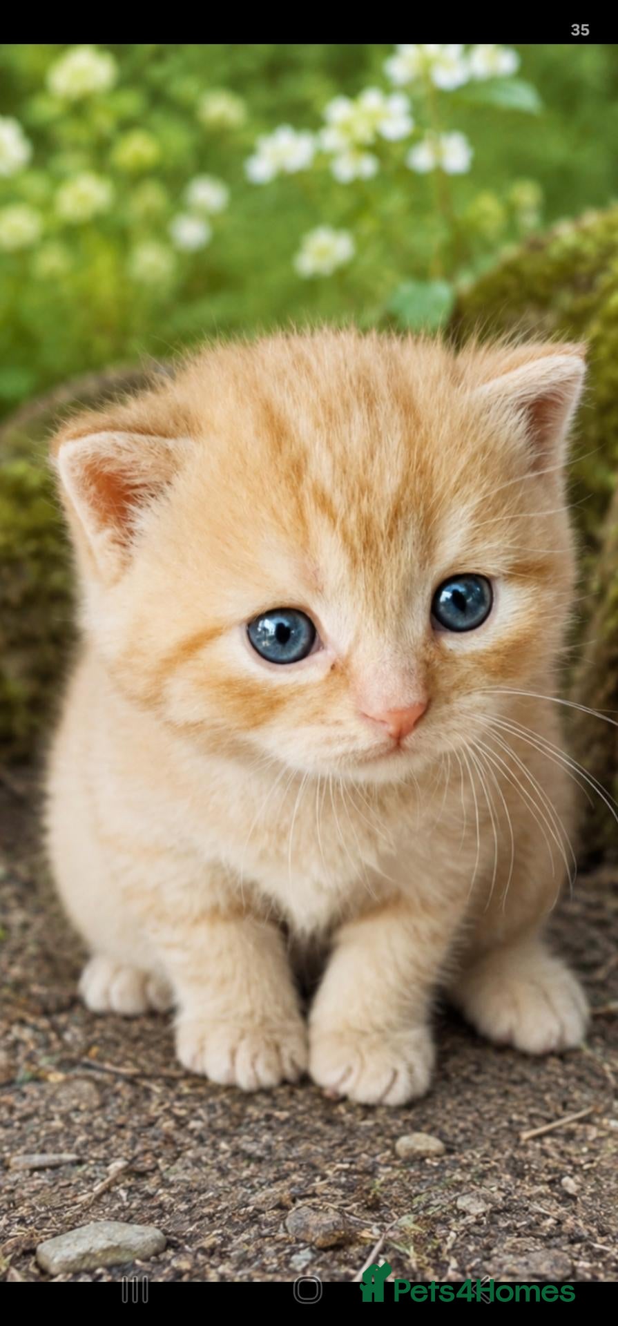 British Shorthair cats Beautiful GCCF kittens. - Advert 3