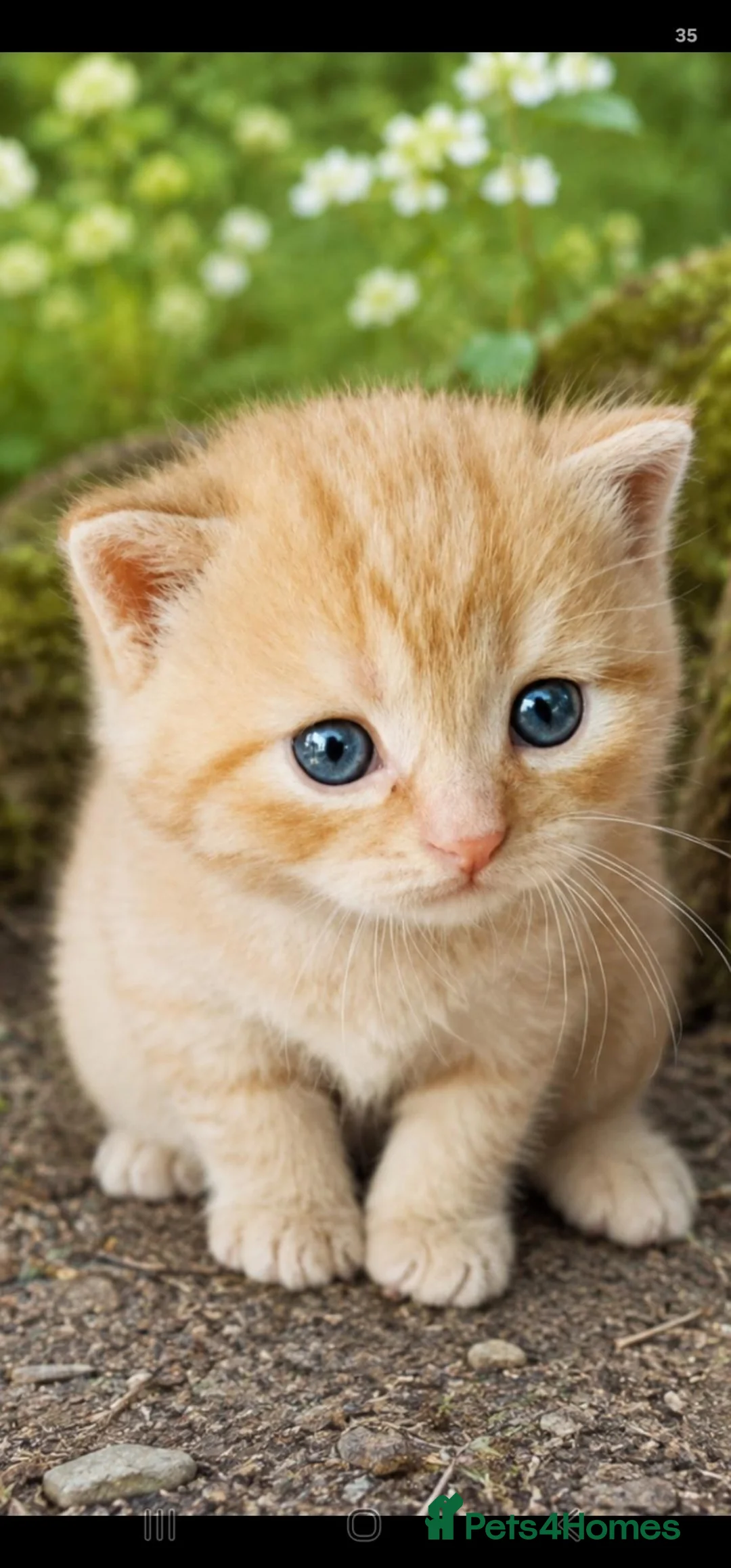 British Shorthair cats for sale: Beautiful GCCF kittens. - Advert 1