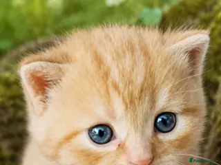 British Shorthair cats Beautiful GCCF kittens. - Advert 3