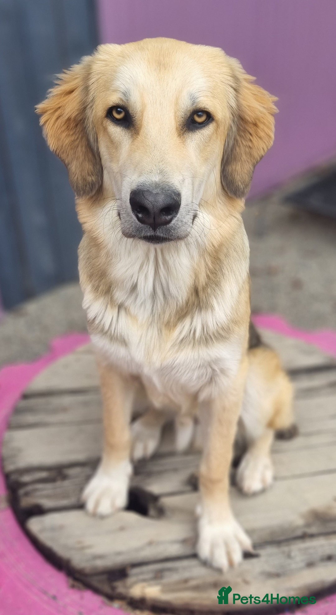 Mixed Breed dogs for adoption: Meet Fred  - Image 5