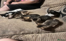 Mixed Breed cats for sale: 6 beautiful kittens for sale - Image 1