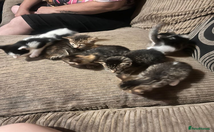 Mixed Breed cats - Advert 1