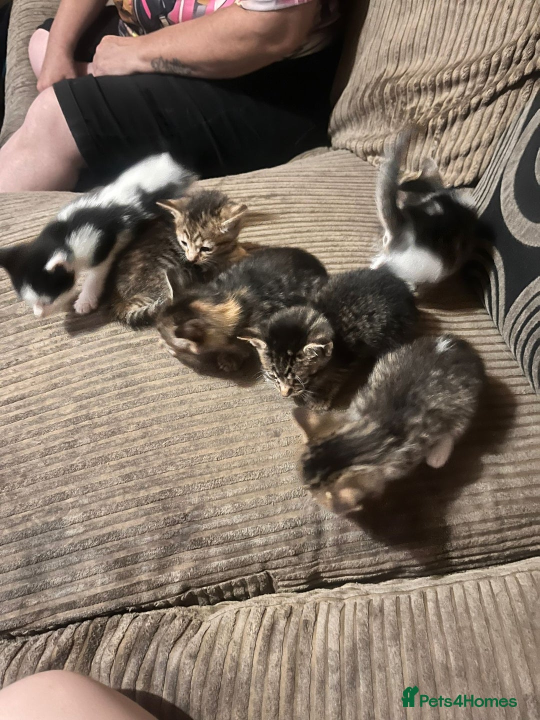 Mixed Breed cats for sale: 6 beautiful kittens for sale - Image 1
