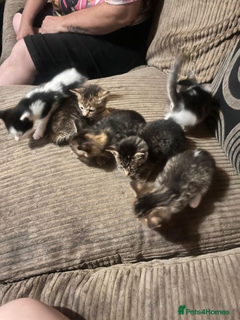 Mixed Breed cats - Advert 6