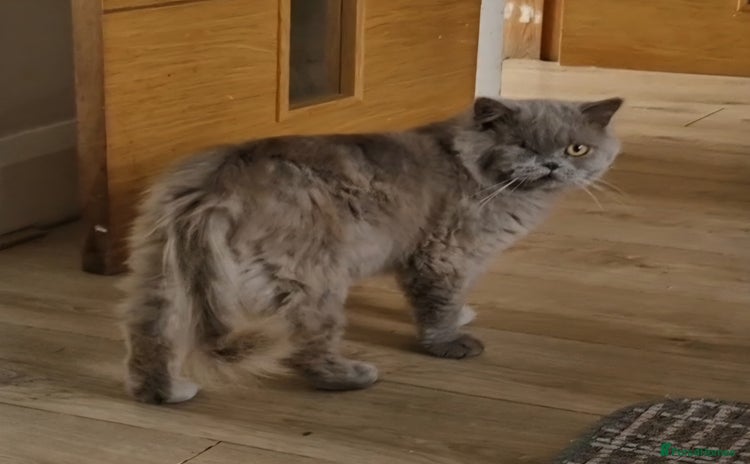 British Longhair cats - Advert 1
