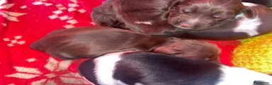 Cocker Spaniel 6