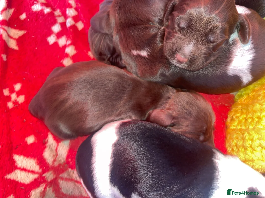 Cocker Spaniel dogs for sale: beautiful cockerspaniel puppies - Advert 9