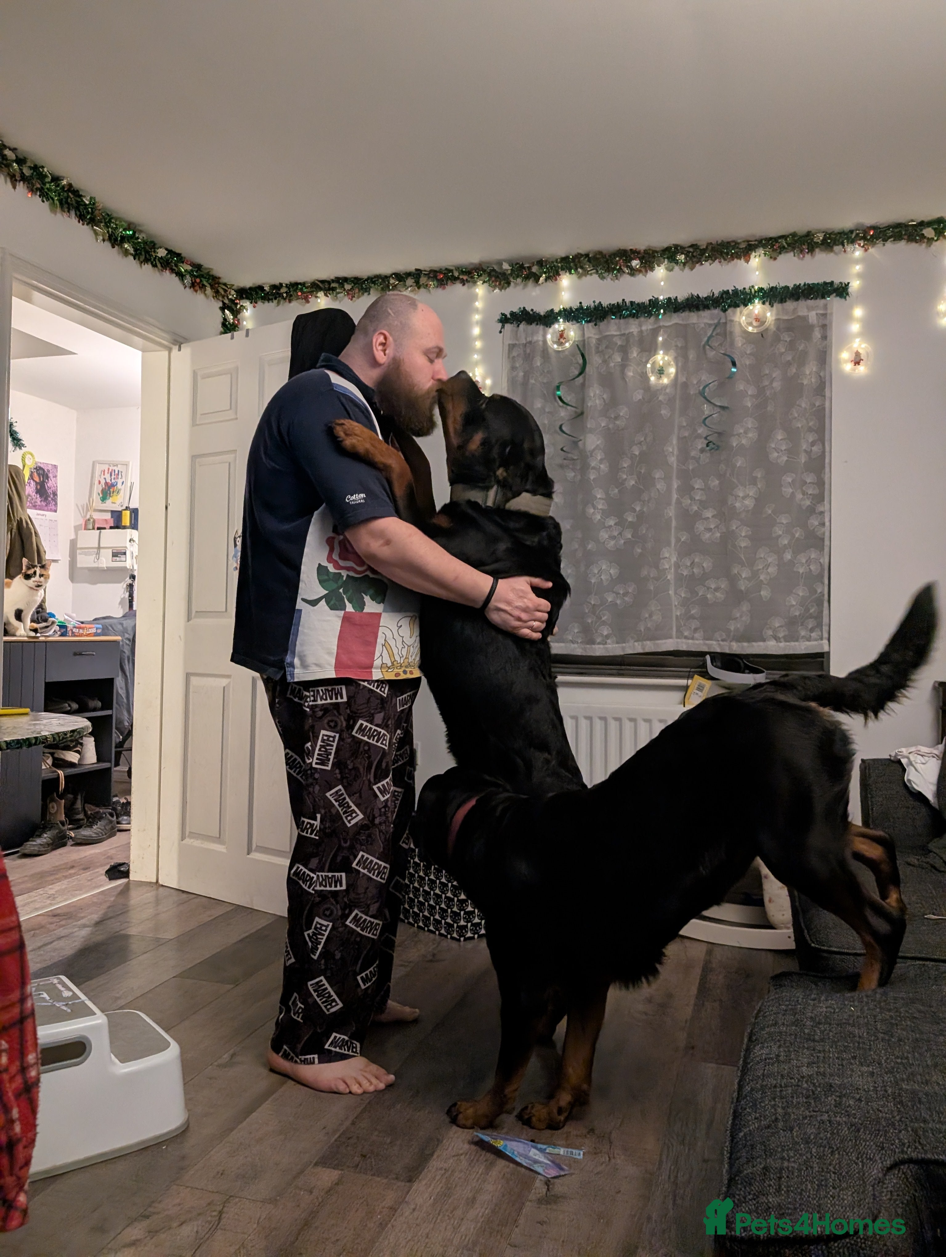 Rottweiler dogs Proven big boy ready for stud - Advert 5