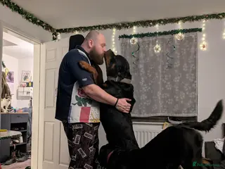 Rottweiler dogs Proven big boy ready for stud - Advert 5