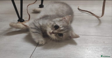 British Shorthair cats - Advert 3