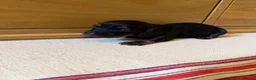 Miniature Dachshund dogs for sale: KC miniature long haired dachshund puppies  - Advert 15