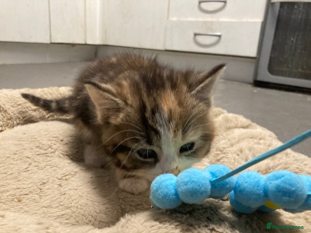 American Shorthair cats for sale: Stunning 8 week old girl American shorthair kitten - Advert 6